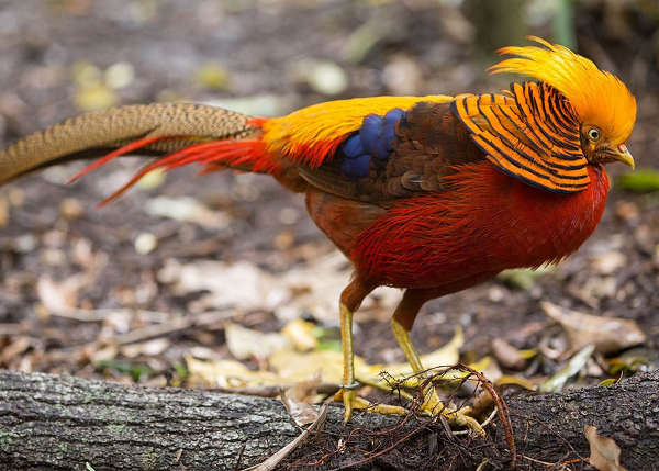 Chim trĩ vàng (Chrysolophus pictus) là một trong những loài có bộ lông rực rỡ nhất trong họ nhà chim cùng cái đuôi rất dài (khoảng 2/3 chiều dài cơ thể).