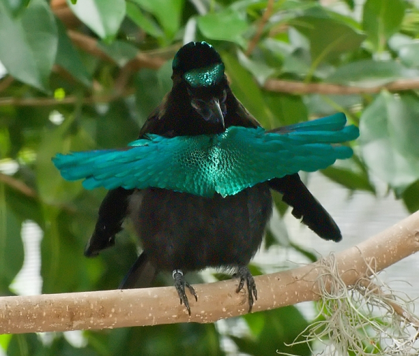 Chim Greater lophorina là một loài thuộc họ chim thiên đường (Paradisaeidae). Con trống có màu đen mượt cùng một chiếc "vương miện" và yếm màu xanh óng ánh vô cùng đẹp mắt.