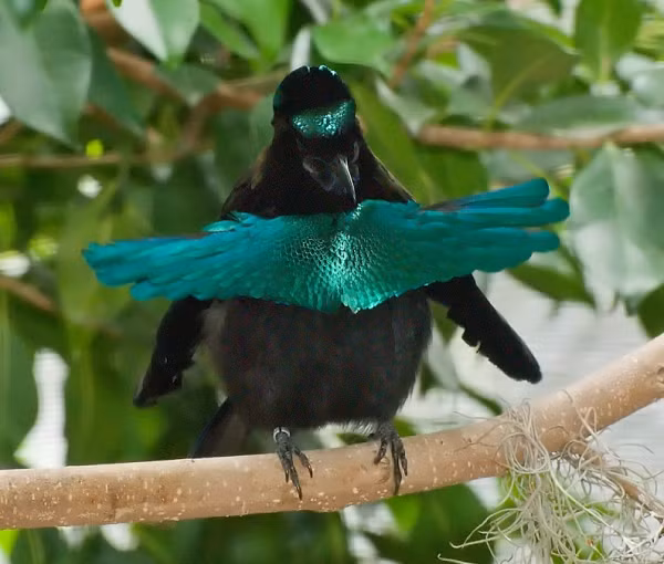 Chim Greater lophorina là một loài thuộc họ chim thiên đường (Paradisaeidae). Con trống có màu đen mượt cùng một chiếc "vương miện" và yếm màu xanh óng ánh vô cùng đẹp mắt.