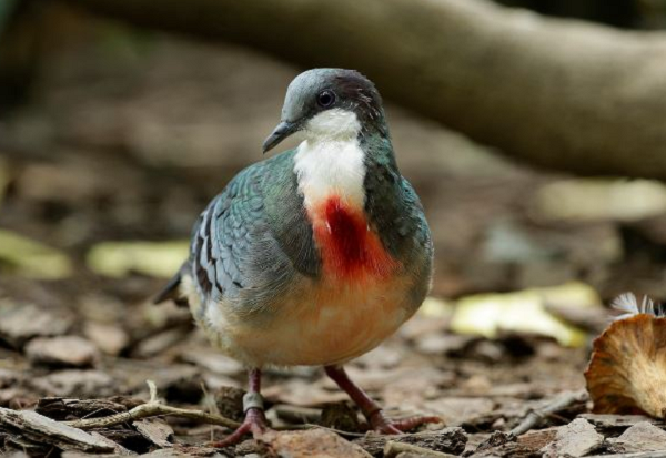Loài chim bồ câu đặc hữu ở đảo Luzon, Philippines luôn gây chú ý vì có bộ ngực đỏ tươi như mang vết thương trái tim chảy máu. Khi tán tỉnh, nó sẽ xù lông phồng ngực để làm nổi bật phần màu đỏ.