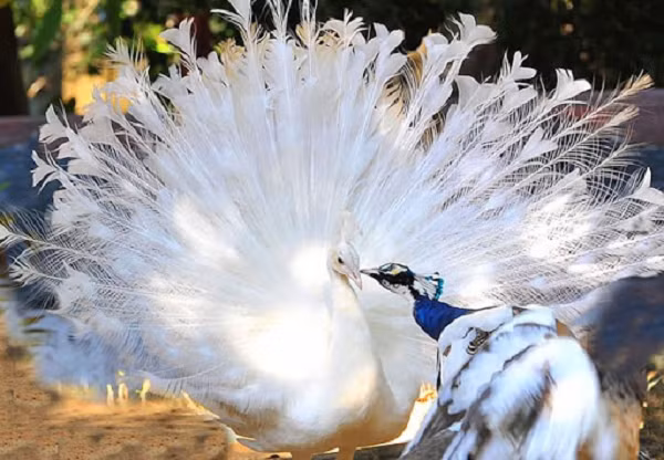 Đây là loài chim công trắng đột biến xuất hiện nhiều ở Nam á. Chúng có ngoại hình, kích thước giống hệt những con công bình thường, chỉ có điều toàn thân trắng như tuyết.