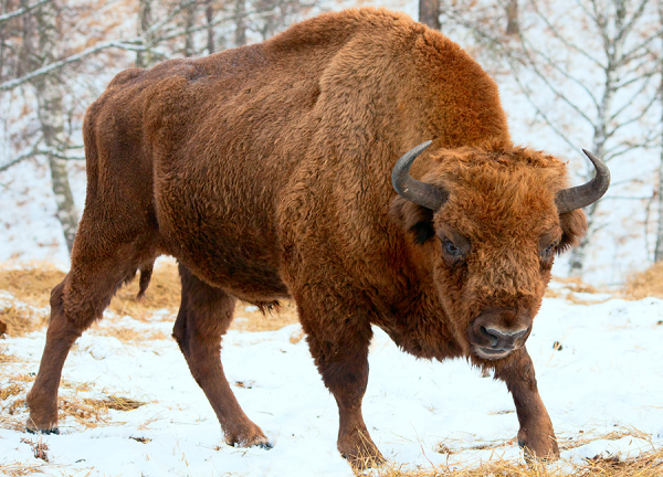 Mặc dù chúng không tấn công bạn một cách bất ngờ như một số loài động vật trong danh sách này, bò Bison không biết sợ. Chúng to lớn, tất cả các giống bò rừng Bison đều có sừng và chúng sẽ sử dụng nó để tấn công bạn nếu bạn có hành động đe dọa đến chúng.