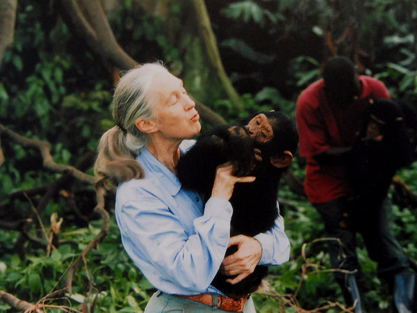 Jane Goodall được biết đến với tên gọi "hiệp sĩ rừng xanh" khi dành cả tuổi thanh xuân của mình để nghiên cứu về loài tinh tinh. Bà dành hơn 50 năm sống trong rừng với tinh tinh trong những cánh rừng nguyên sinh ở châu Phi.