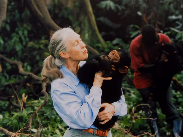 Jane Goodall được biết đến với tên gọi "hiệp sĩ rừng xanh" khi dành cả tuổi thanh xuân của mình để nghiên cứu về loài tinh tinh. Bà dành hơn 50 năm sống trong rừng với tinh tinh trong những cánh rừng nguyên sinh ở châu Phi.