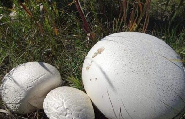 Sau khi loại nấm to như quả trứng gà ấy được cắt ra, nữ du khách thấy bên trong có chất màu nâu xám và mềm mịn như bông. Người bản địa cho biết đây là nấm Puffball.