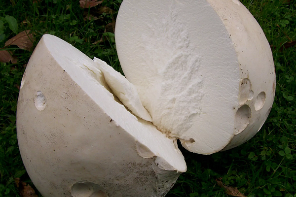 Khi nấm Puffball khô, bên trong sẽ có rất nhiều bột mịn gọi là “bột bào tử”, chúng là một loại thuốc Đông y có tác dụng thanh nhiệt, giải độc, cầm máu, tiêu viêm rất tốt.