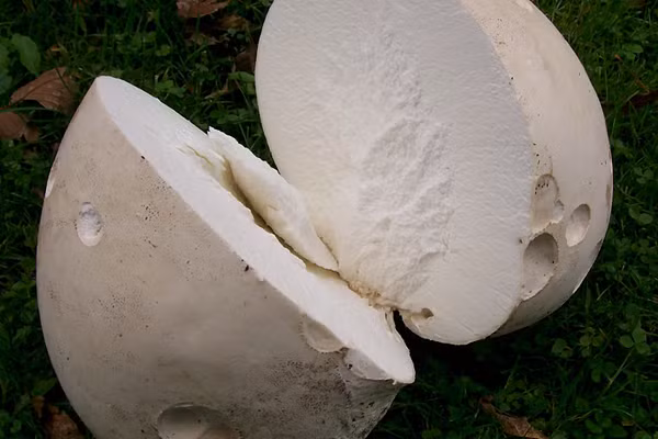 Khi nấm Puffball khô, bên trong sẽ có rất nhiều bột mịn gọi là “bột bào tử”, chúng là một loại thuốc Đông y có tác dụng thanh nhiệt, giải độc, cầm máu, tiêu viêm rất tốt.