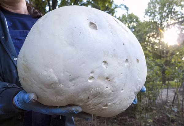 Thông thường, nấm Puffball có kích thước khoảng 20cm ở giai đoạn phát triển. Đây là loại nấm mọc hoang, hiếm gặp và rất khó trồng nhân tạo nên không thấy nó bày bán trên thị trường.