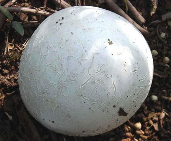 Nấm Puffball có vẻ ngoài khá bắt mắt, màu nâu nhạt, nâu xám khi đã quá già, sờ rất xốp, nếu dẫm phải sẽ làm nó nổ tung như pháo, có khói màu nâu bốc ra.