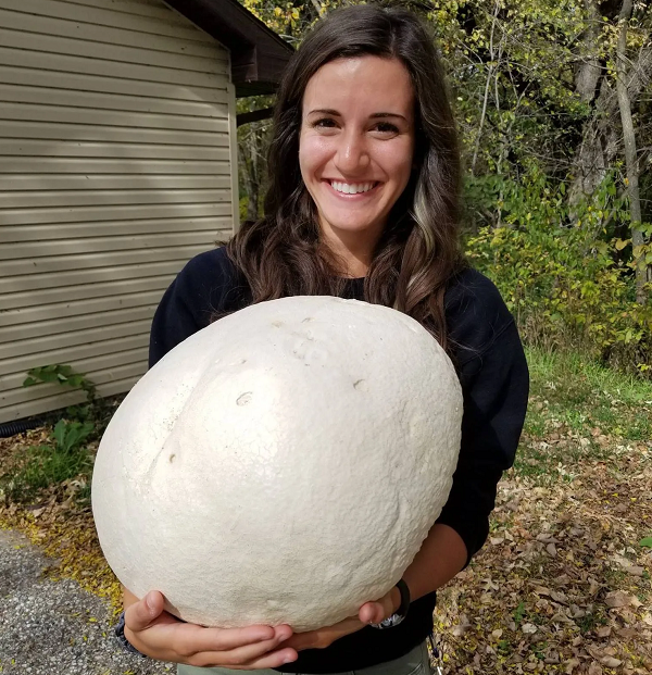 Tuy nhiên, khi nó chuyển sang màu nâu sẫm, mặc dù vẫn còn tròn trịa nhưng không thích hợp để ăn.