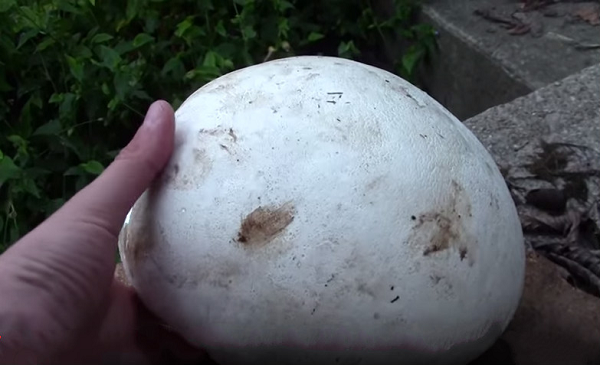 Nếu nấm Puffball còn non, trong giai đoạn phát triển thường có màu trắng, lúc này thích hợp để chế biến thành nhiều món ngon như chiên xào.