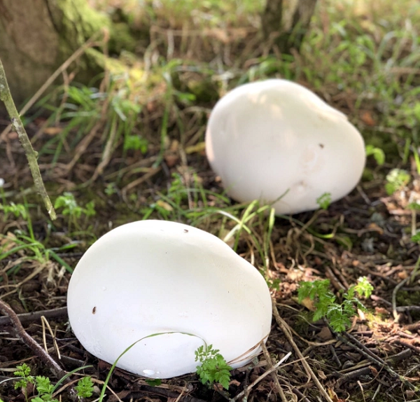 Sau những đợt mưa hè từ tháng 7-8 hằng năm, môi trường ấm ẩm cùng với gỗ mục là điều kiện lý tưởng để chúng phát triển rất nhanh.