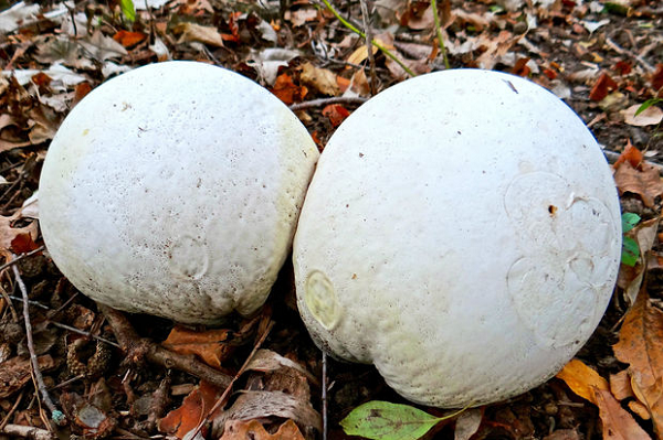 Mặc dù nơi mọc có vẻ không sạch sẽ, nhưng nấm Puffball khi chín lại rất ngon, có vị như đậu phụ, hầu hết những người từng ăn rồi đều thích hương vị thơm ngon của nó.