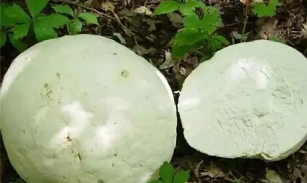 Lo lắng đây là một loài nấm độc nên nữ du khách này không dám hái. Tuy nhiên, sau khi hỏi những người dân ở xung quanh về loại nấm kỳ lạ thì họ nhanh chóng đến đó để hái.