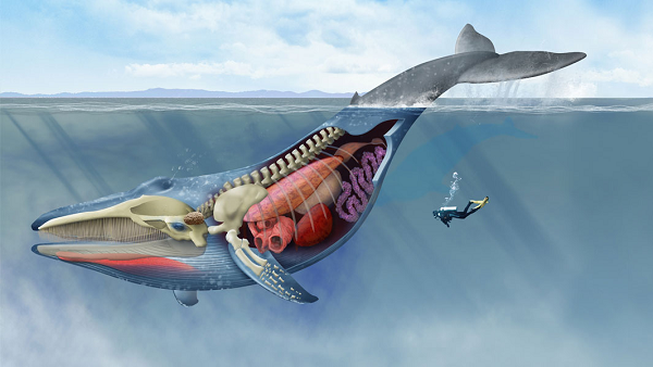 Đặc biệt hơn, phần dưới bụng của chúng còn có màu vàng nhạt vì hàng triệu vi sinh vật cư trú trên bề mặt da. Con cá voi xanh có chiếc đầu lớn và phẳng kết hợp thân hình thon dài với chiếc đuôi giống như hai máng chèo giúp chúng có thể dễ dàng lướt đi trong nước.