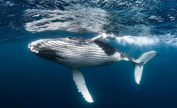 Con cá voi xanh già nhất được tìm thấy và ước lượng tuổi thọ của nó vào khoảng 110 tuổi. Ngoài ra, tuổi thọ trung bình ước tính cho cá voi xanh nói chung rơi vào khoảng 80 đến 90 năm.