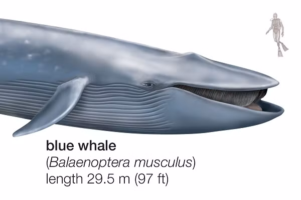 Riêng chiếc lưỡi của chúng có thể nặng ngang với một con voi. Trái tim giống như một chiếc ô tô. Cá voi xanh có màu xanh khi ở dưới nước, nhưng khi nổi lên khỏi mặt nước chúng lại có màu xanh xám.