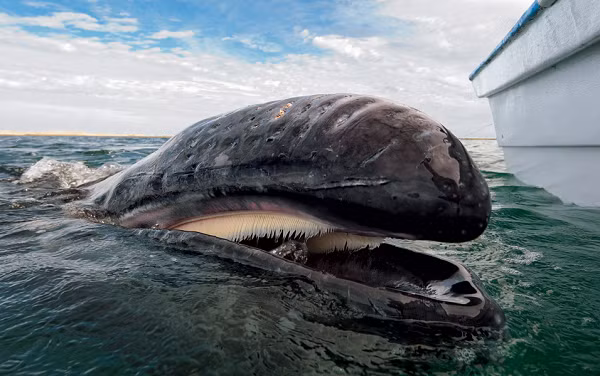 Cá voi xanh còn vượt trội về kích thước so với những sinh vật đã biến mất như khủng long. Một trong những chi khủng long lớn nhất trong Đại Trung Sinh là Argentinosaurus, chỉ nặng đến 90 tấn, bằng với cá voi xanh trung bình.