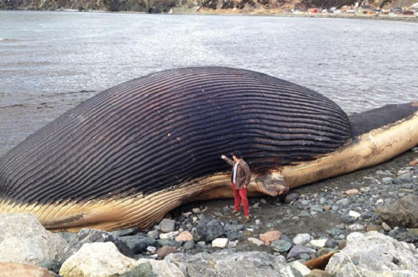 Cá voi xanh là loài động vật sống lâu nhất trên trái đất. Các nhà khoa học đã phát hiện ra cách đếm các lớp sáp trên vành tai của một con cá voi chết để ước tính tuổi thọ của chúng.