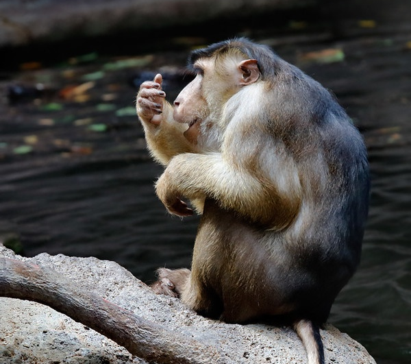 Trên thế giới, khỉ đuôi lợn phân bố ở Bangladesh, Campuchia, Trung Quốc, Ấn Độ, Lào, Myanmar, Thái Lan.