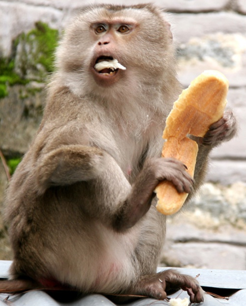 Ở Việt Nam, khỉ đuôi lợn phân bố ở Lào Cai, Yên Bái, Sơn La, Hà Giang, Bắc Kạn, Thái Nguyên, Hòa Bình...