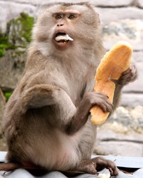 Ở Việt Nam, khỉ đuôi lợn phân bố ở Lào Cai, Yên Bái, Sơn La, Hà Giang, Bắc Kạn, Thái Nguyên, Hòa Bình...