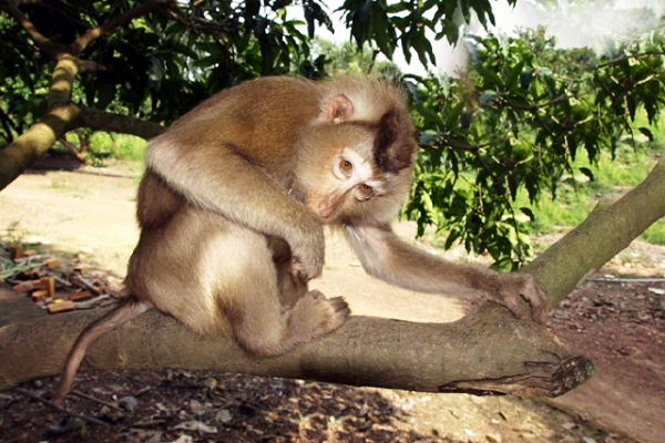 Sau trán có một mảng lông hình tam giác màu nâu đậm. Thân phủ lông dài màu xám. Lông đuôi rất ngắn giống đuôi lợn.