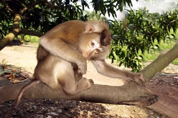 Sau trán có một mảng lông hình tam giác màu nâu đậm. Thân phủ lông dài màu xám. Lông đuôi rất ngắn giống đuôi lợn.