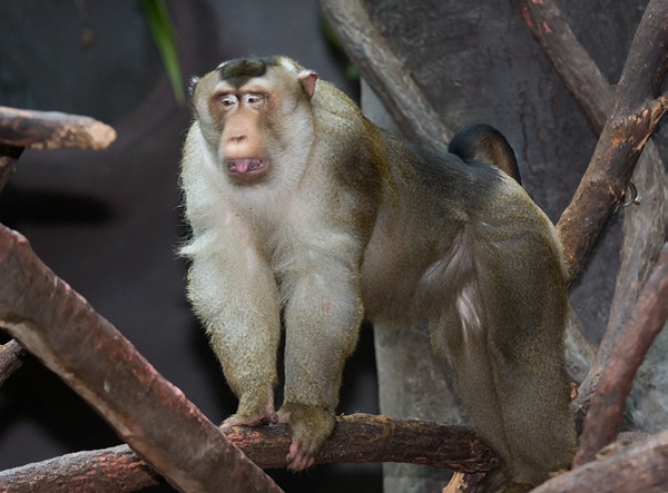 Do đặc điểm hình dáng và màu lông đẹp nên thường được đồng bào vùng cao nuôi nhốt làm cảnh.