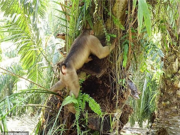 Khỉ đuôi lợn là loài động vật rừng nguy cấp, quý, hiếm thuộc nhóm IIB theo quy định tại Nghị định 32/2006/NĐ-CP của Chính phủ quy định về Quản lý thực vật rừng, động vật rừng nguy cấp, quý, hiếm.