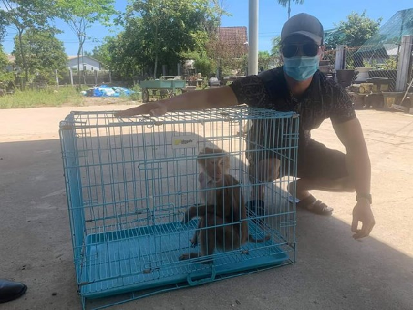 Hạt kiểm lâm TP Huế, tỉnh Thừa Thiên - Huế cho biết đơn vị vừa tiếp nhận 1 cá thể khỉ đuôi lợn từ sự giải cứu của người dân trên địa bàn. Cá thể khỉ được giải cứu nặng 3kg, đây loài quý hiếm đã được đưa vào Sách đỏ Việt Nam.