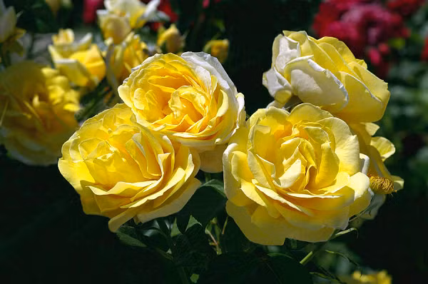 Mỗi bông hoa có khoảng 40 - 45 cánh, kích thước bông hoa khá lớn, khi nở có thể rộng tới 12,7cm. Hoa hồng Mechelangelo có mùi hương chanh mang lại cảm giác dễ chịu.