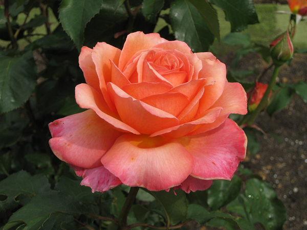 Hoa hồng Albrecht Durer có sắc cam pha trộn đậm nhạt vô cùng đẹp và quyến rũ. Vào mùa đông thay vì màu đỏ cam thường thấy thì những cánh hoa hồng Albrecht Durer lại chuyển sang màu hồng đậm.