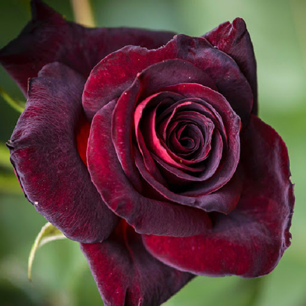 Hoa hồng đen Baccara có màu đen vô cùng lạ mắt và quyến rũ. Những cánh hoa hồng Baccara như được phủ bởi lớp nhung tự nhiên khiến chúng càng trở nên đặc biệt.