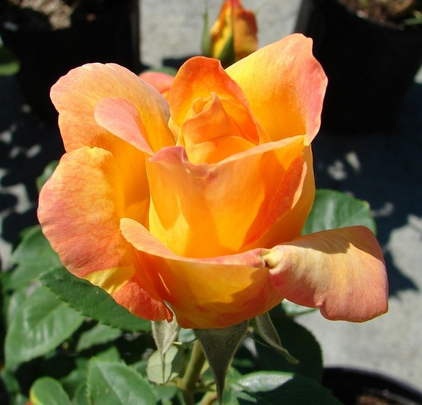 Hoa hồng Gold Metal vô cùng đặc biệt vì chúng không có gai và sở hữu một mùi hương vô cùng lôi cuốn. Những bông hồng Gold Metal có màu vàng rực rỡ, nở theo cụm, mỗi bông hoa có khoảng 30-40 cánh.