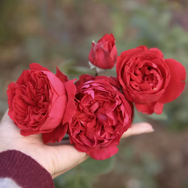 Hoa hồng đỏ Eden thuộc họ cây hoa hồng leo với những bông hoa màu đỏ rực rỡ, mỗi bông hoa có thể có tới 110 cánh hoa. Bên cạnh đó nó sở hữu mùi hương mãnh liệt và là một trong những loài hoa thơm nhất trên thế giới.