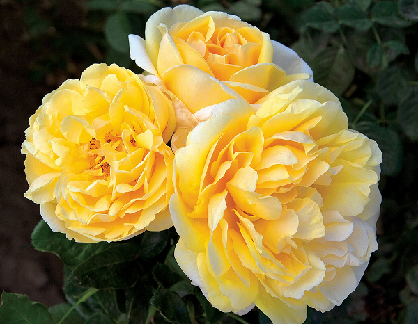 Hoa hồng Michelangelo mang vẻ đẹp tươi mới với màu vàng mơ đậm chất cổ điển vô cùng quý phái.