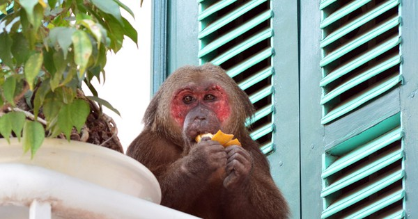 Loài này nằm trong sách đỏ IUCN, sách đỏ Việt Nam với mức độ bảo tồn nguy cấp. Thức ăn của khỉ mặt đỏ chủ yếu là quả, hạt, lá non, nõn và các loại côn trùng, chim và trứng.