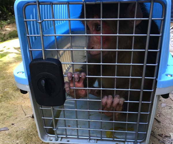 Trước đó, 2 cá thể gồm 1 khỉ mặt đỏ và 1 khỉ đuôi lợn đã được anh G.L.T.N. (là một YouTuber trú tại thị trấn Đăk Hà, huyện Đăk Hà) phát hiện trong lúc đi rừng.