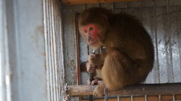 Khỉ mặt đỏ có tên khoa học Macaca arctoides, thuộc họ khỉ Cercopithecidae. Chúng sống ở các khu rừng thấp ở khu vực Nam Á và Đông Nam Á, tại Việt Nam được tìm thấy chủ yếu ở các tỉnh miền Trung.