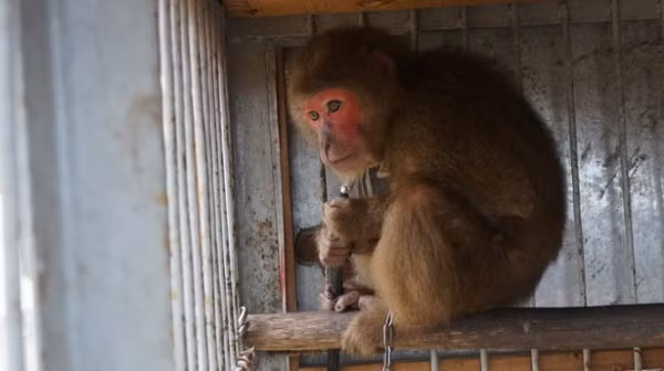 Khỉ mặt đỏ có tên khoa học Macaca arctoides, thuộc họ khỉ Cercopithecidae. Chúng sống ở các khu rừng thấp ở khu vực Nam Á và Đông Nam Á, tại Việt Nam được tìm thấy chủ yếu ở các tỉnh miền Trung.