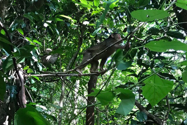 Giám đốc Ban quản lý Vườn Quốc gia Chư Mom Ray (Kon Tum) cho biết lúc thả về rừng hai con khỉ cái đều khỏe mạnh, không mang mầm bệnh và trọng lượng mỗi cá thể đạt 2,2 kg.