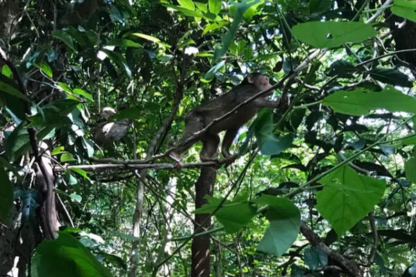 Giám đốc Ban quản lý Vườn Quốc gia Chư Mom Ray (Kon Tum) cho biết lúc thả về rừng hai con khỉ cái đều khỏe mạnh, không mang mầm bệnh và trọng lượng mỗi cá thể đạt 2,2 kg.