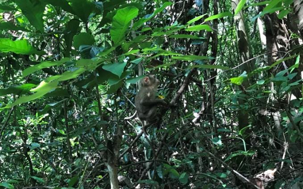 Sau đó, Trung tâm Bảo tồn đa dạng sinh học và Du lịch sinh thái cử cán bộ tiếp nhận 2 cá thể khỉ này về chăm sóc gần một tháng trước khi thả về tự nhiên.