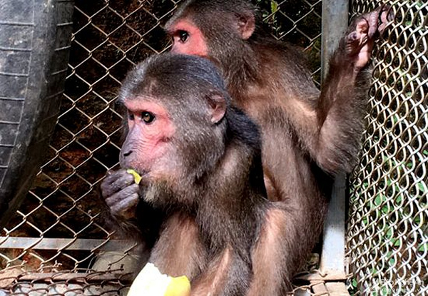 Ngoài khuôn mặt và bụng dưới có màu đỏ, loài khỉ này có đặc điểm nổi bật là chai mông to, không có lông. Các bàn chân và đuôi thì có màu giống thân.