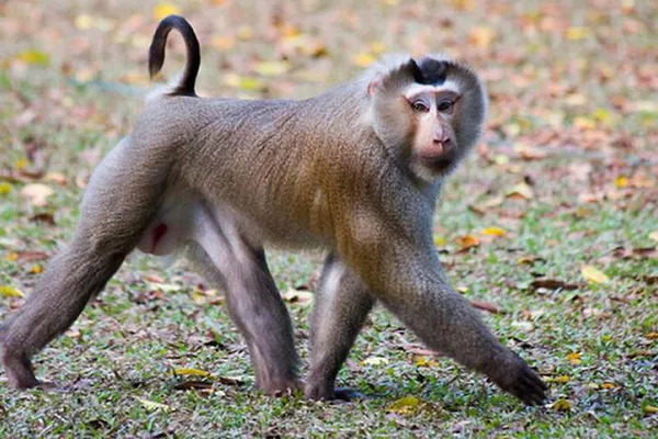 Ở Việt Nam, khỉ đuôi lợn phân bố ở Lào Cai, Yên Bái, Sơn La, Hà Giang, Bắc Kạn, Thái Nguyên, Hòa Bình... Thức ăn của chúng chủ yếu là quả và hạt.