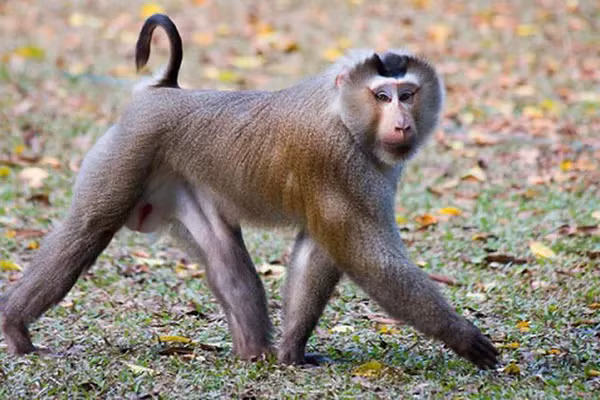 Ở Việt Nam, khỉ đuôi lợn phân bố ở Lào Cai, Yên Bái, Sơn La, Hà Giang, Bắc Kạn, Thái Nguyên, Hòa Bình... Thức ăn của chúng chủ yếu là quả và hạt.