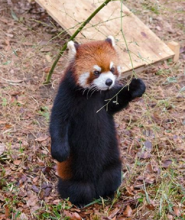 Chúng sử dụng chiếc đuôi dài và rậm rạp của mình để giữ thăng bằng và giữ ấm vào mùa đông. Là một loài động vật ăn cỏ, cái tên gấu trúc được cho là xuất phát từ từ "ponya" trong tiếng Nepal, có nghĩa là tre hoặc động vật ăn thực vật.