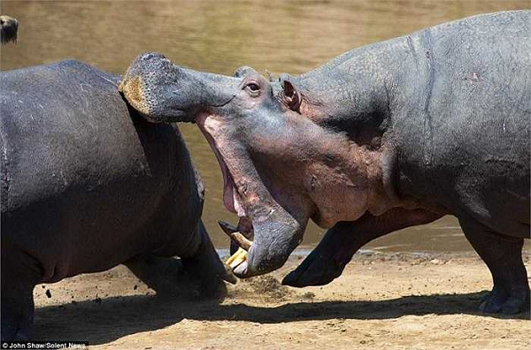 Hà mã là thủ phạm giết nhiều người hằng năm ở Châu Phi, nhiều hơn các loài thú có túi khác. Trong thế giới tự nhiên, Hà mã thực sự là kẻ rất nguy hiểm