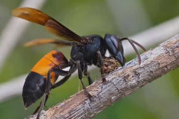 Một số chủng loại vò vẻ là loài ăn thịt và ăn các loại ong hoặc tò vò khác. Chúng cũng vô cùng hung dữ nếu có ai đó dám đến gần lãnh thổ của mình.